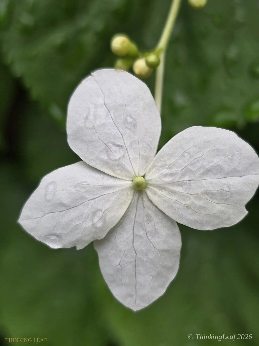 Hydrangea Lacecap