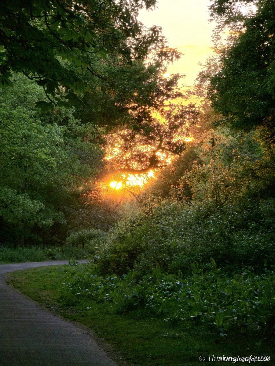 Woodland Sunset