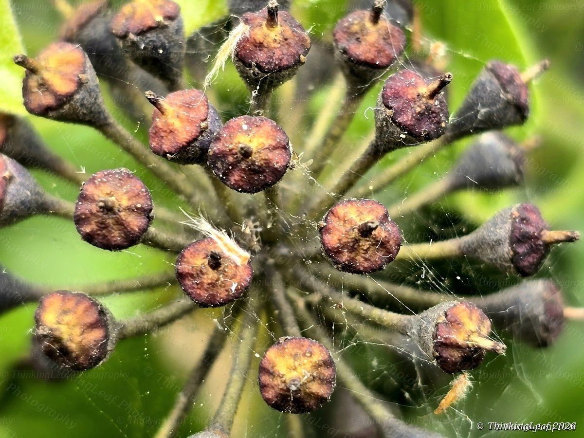 Ivy Berries and Web