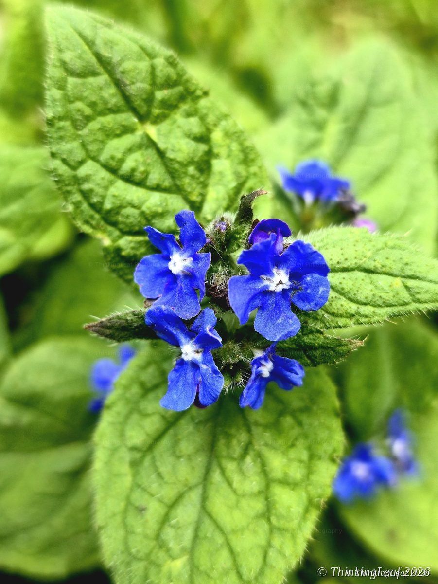 Green Alkanet