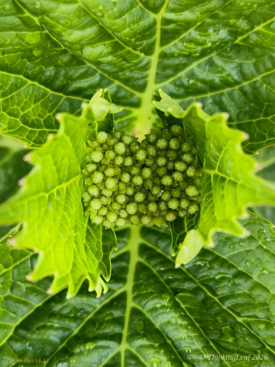 Hydrangea Buds