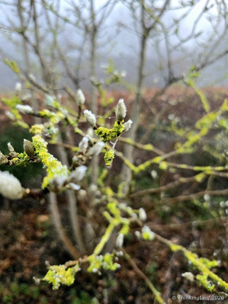 Pussy Willow with Lichen