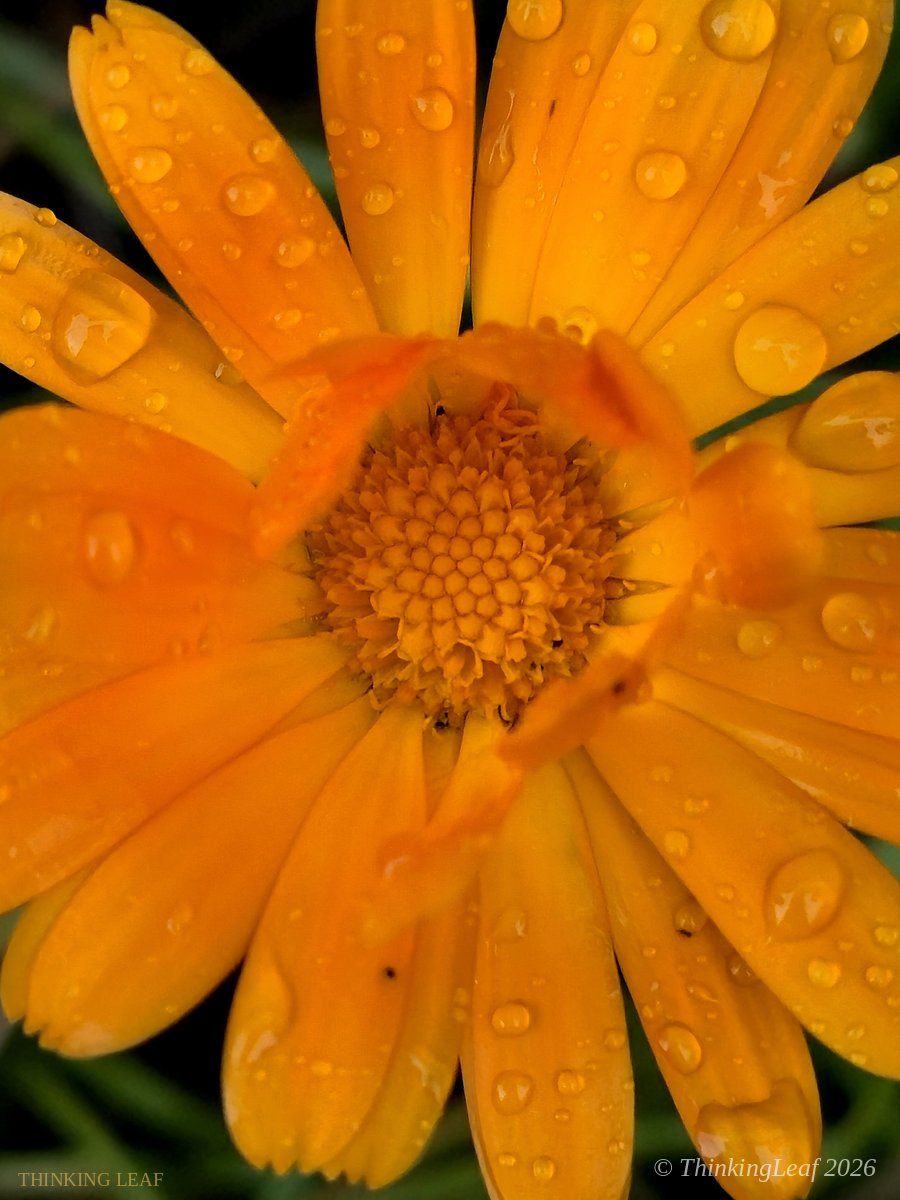 Calendula