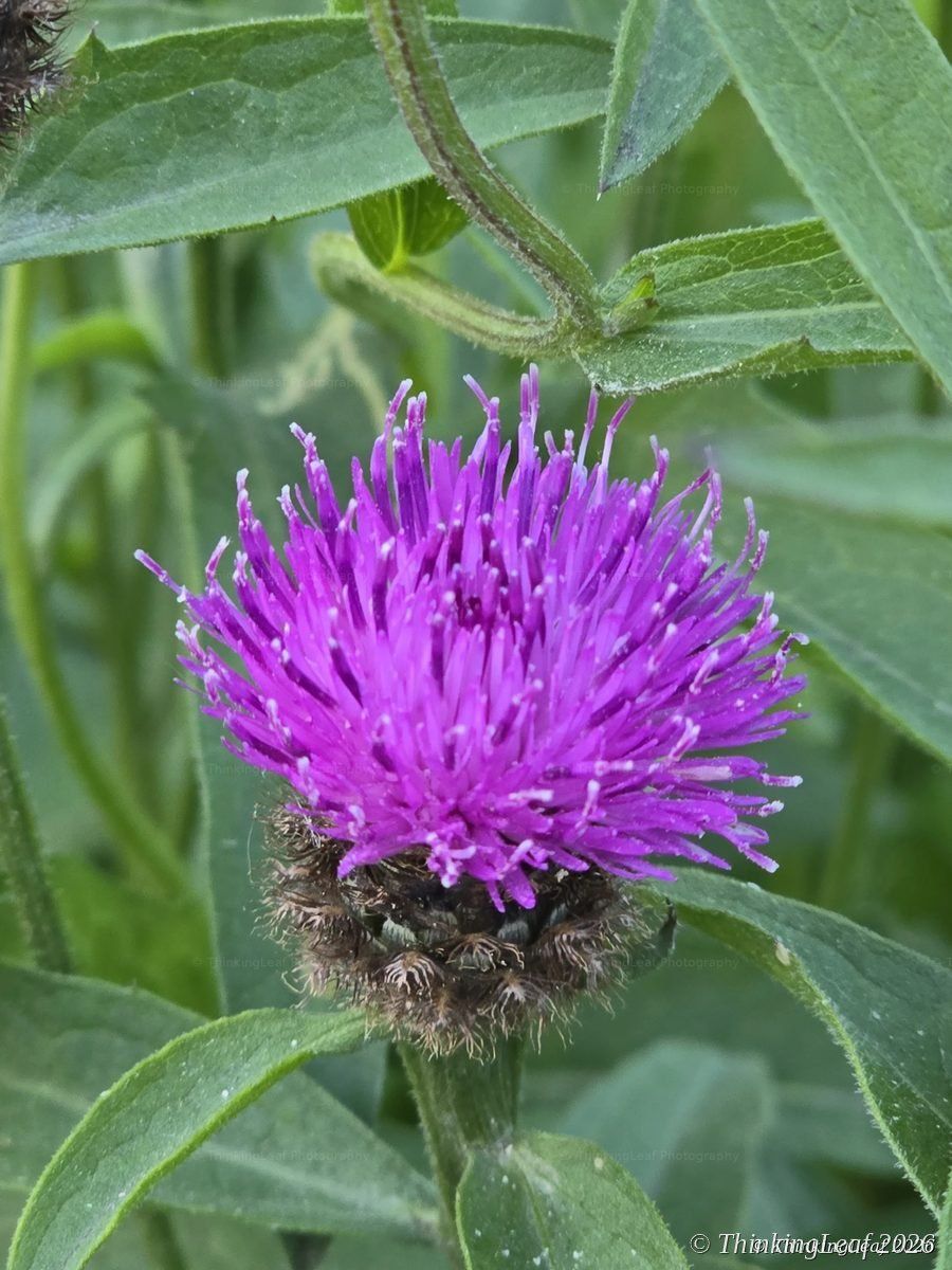 Knapweed