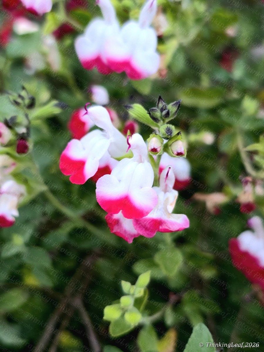 Salvia Hot Lips