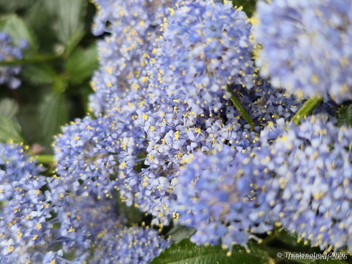 Ceanothus