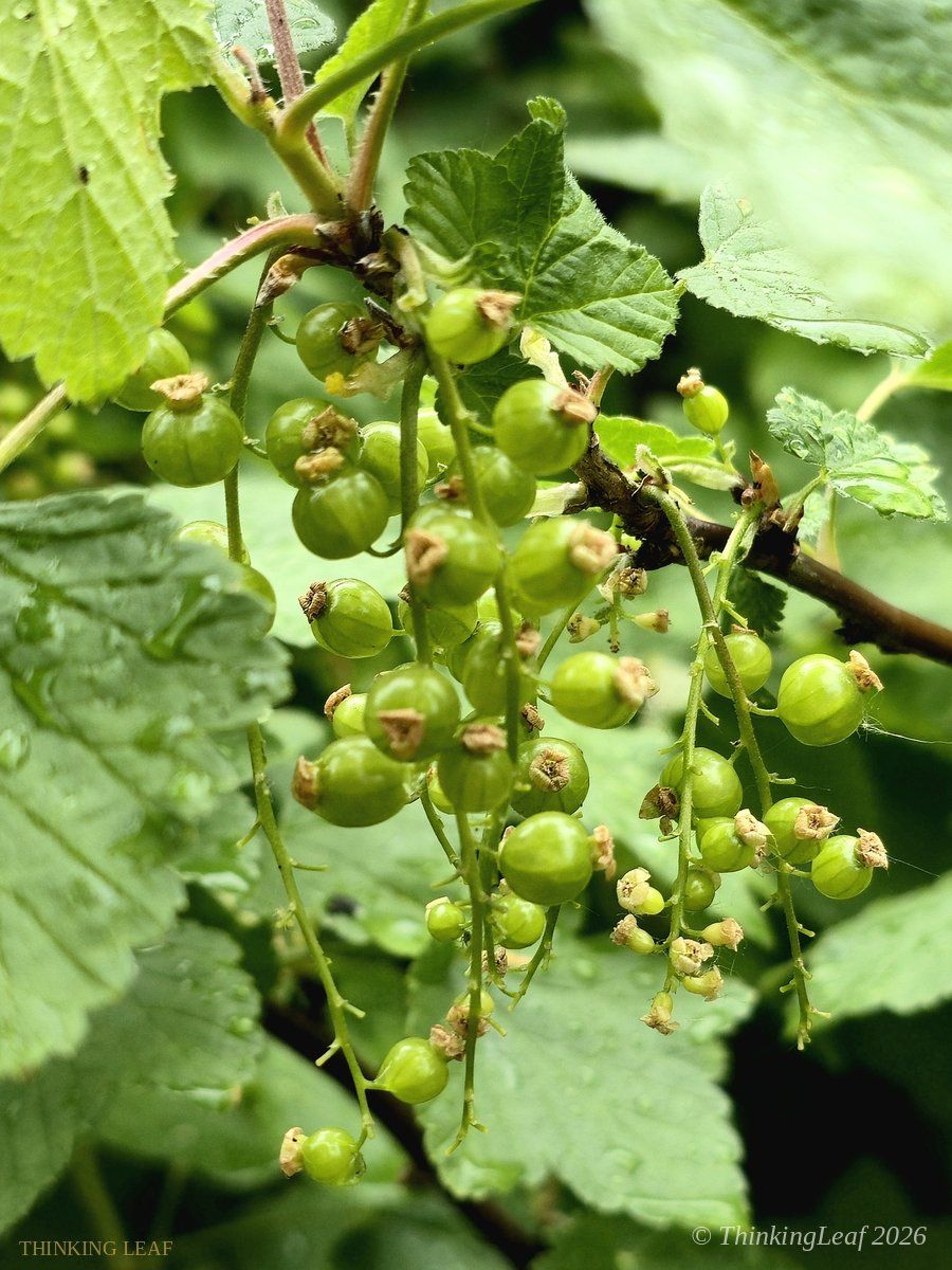 Red Currant