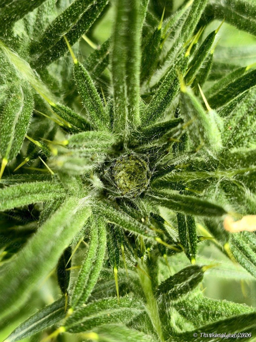 Thistle Bud Spiral
