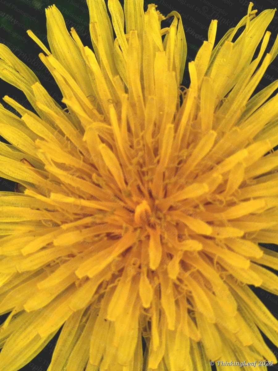 Dandelion Macro