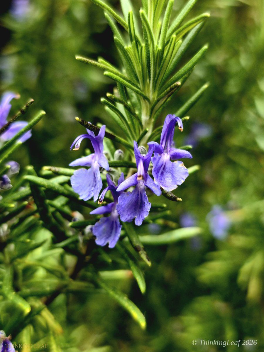 Rosemary