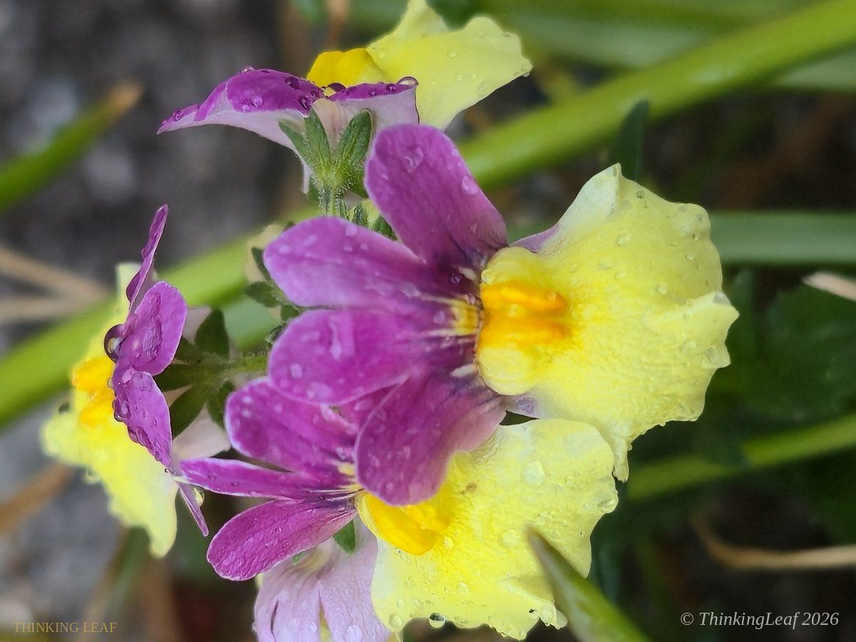 Nemesia