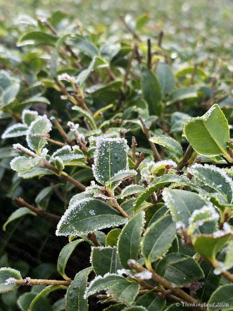 Frosted Leaf Edges