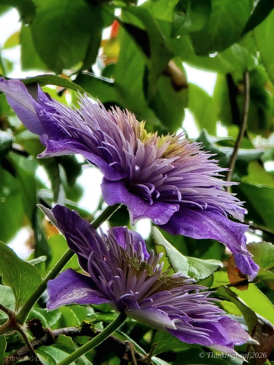 Clematis