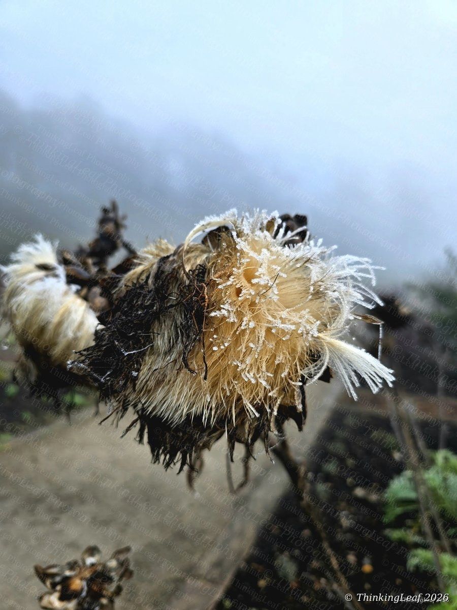 Frosted Thistle in Mist