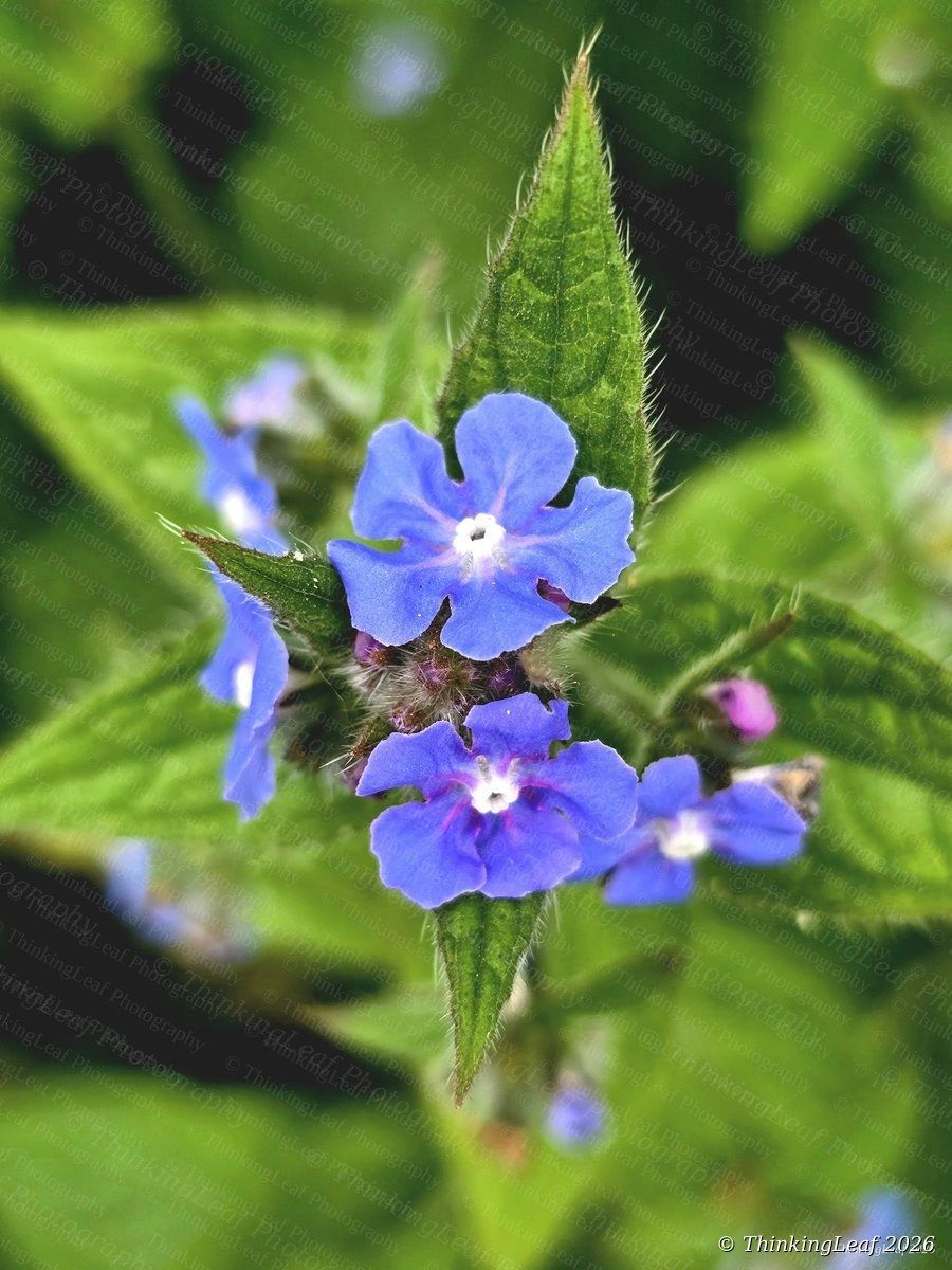 Blue Alkanet