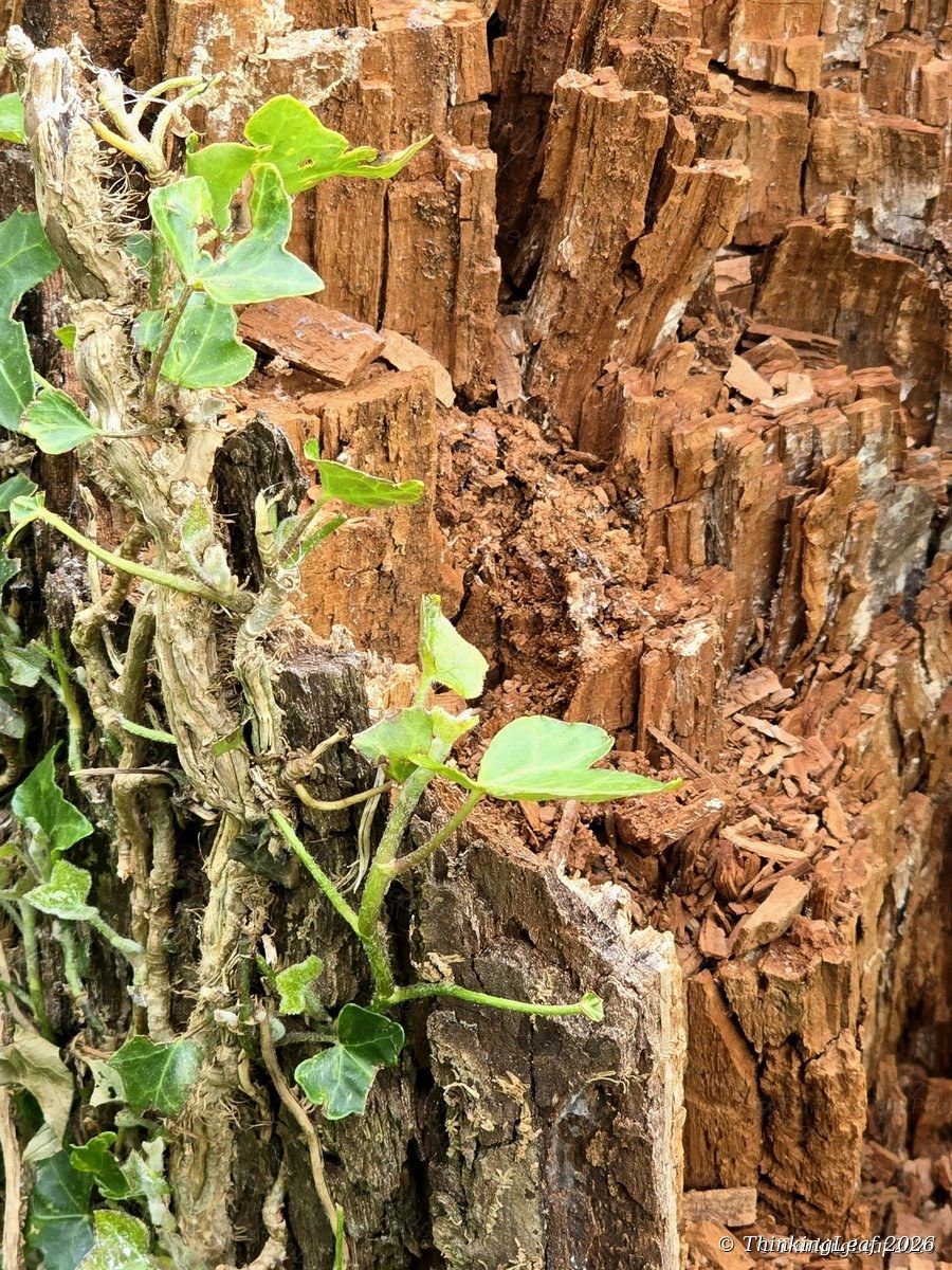 Ivy on Red Wood