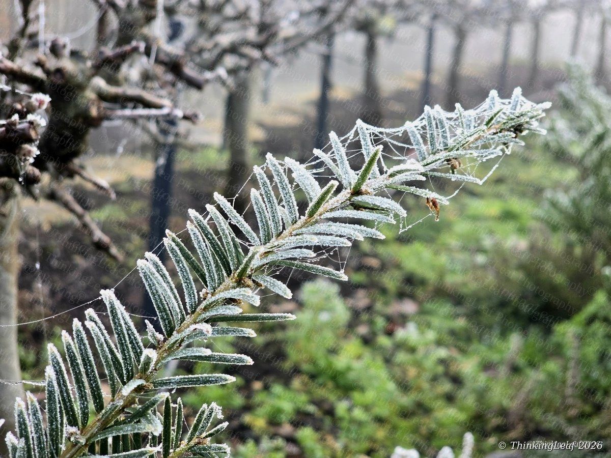 Frosted Yew Branch