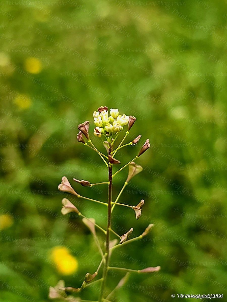 Shepherd's Purse