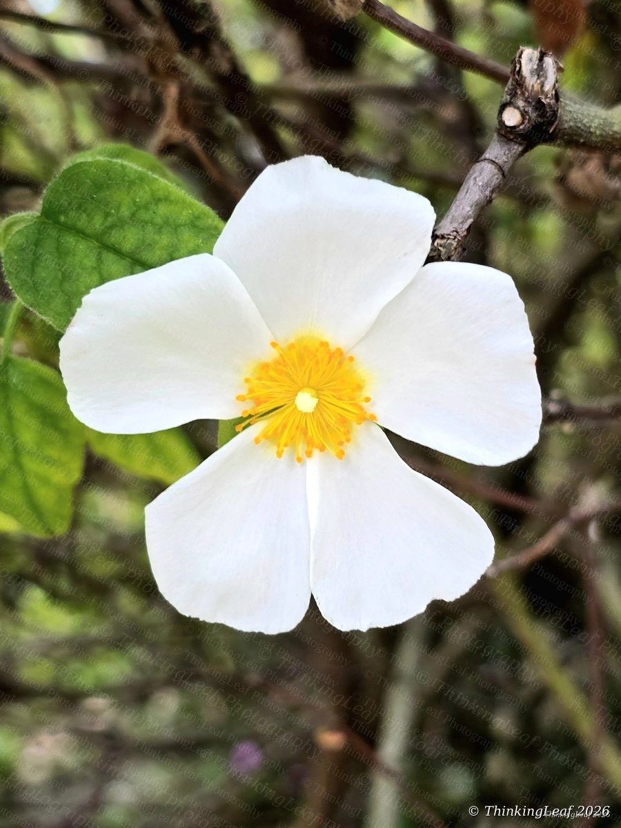 White Cistus