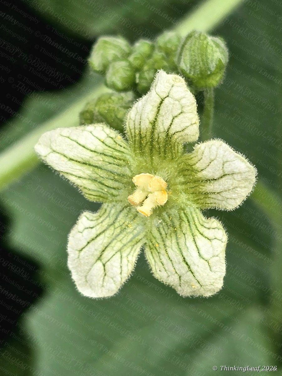 White Bryony Flower