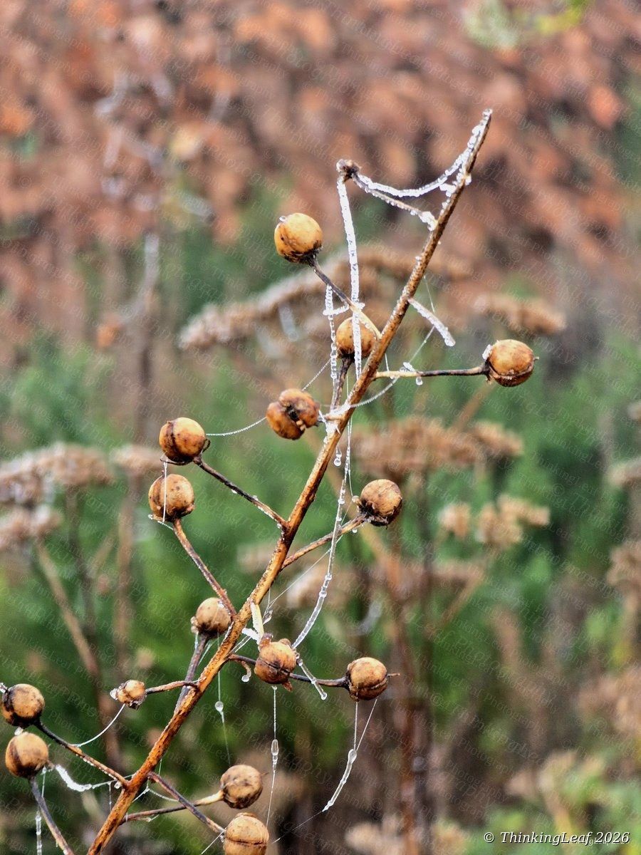 Seed Heads with Web