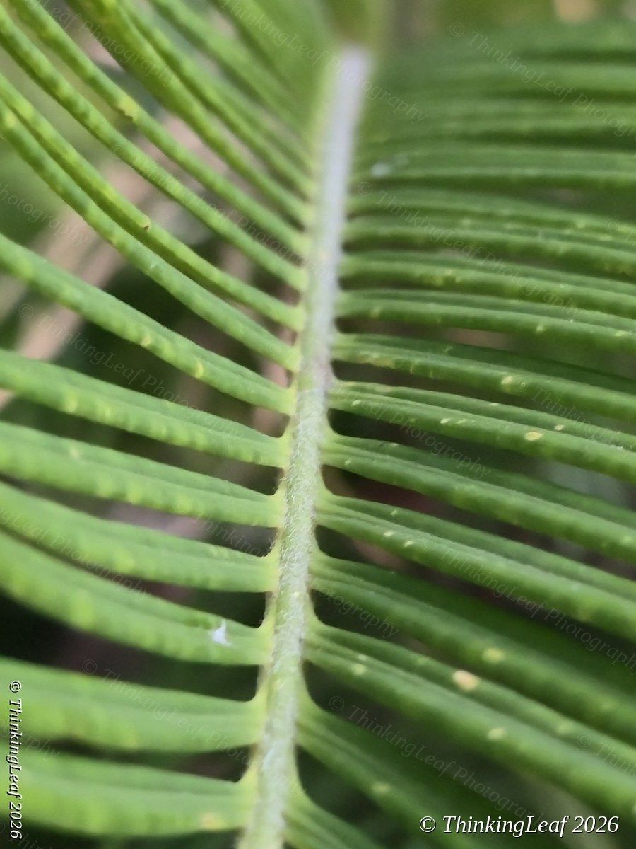 Cycad Frond