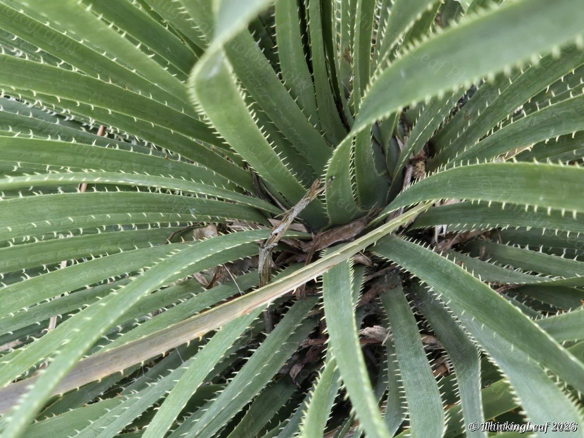 Agave Rosette