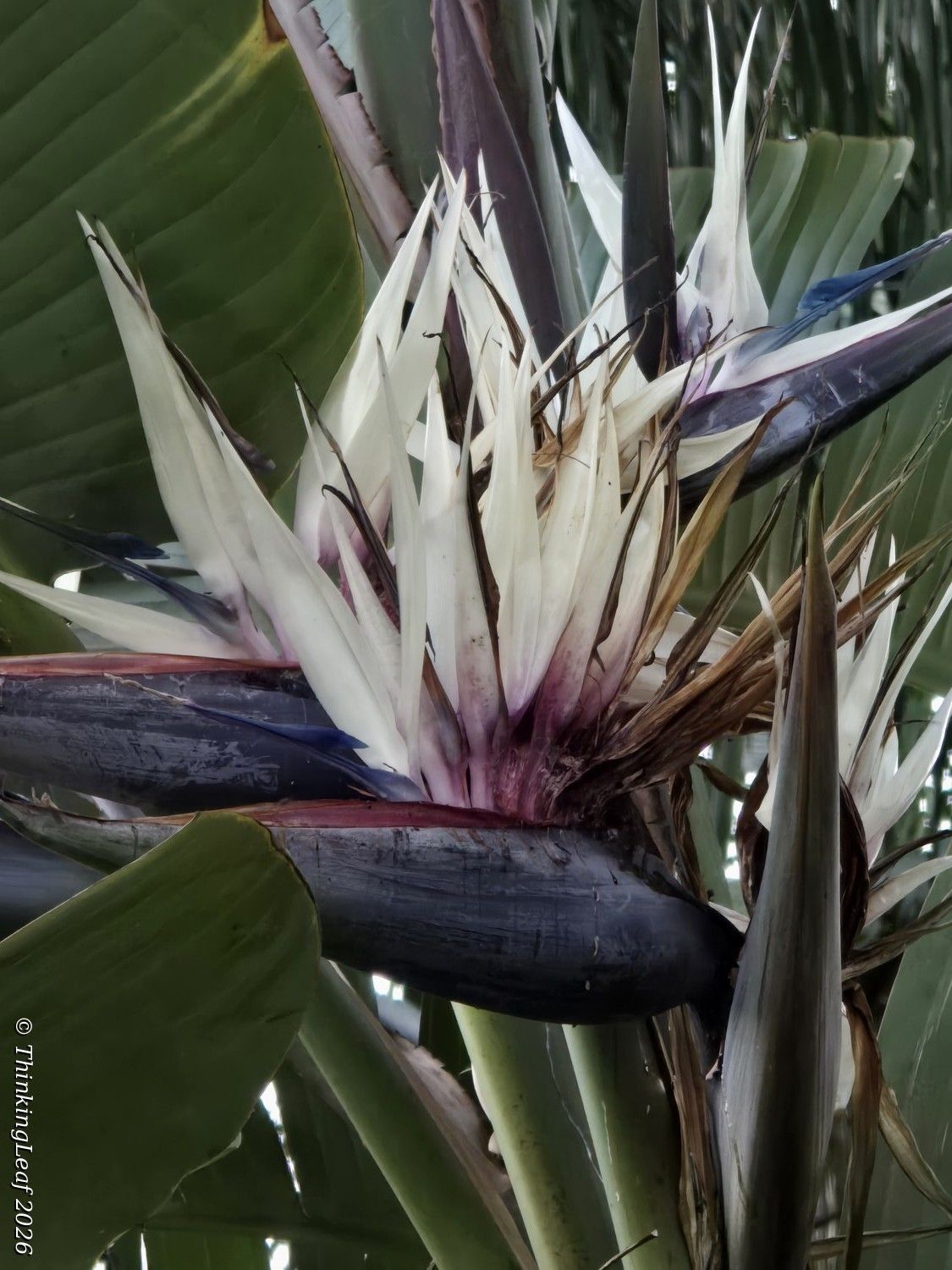 Giant Strelitzia