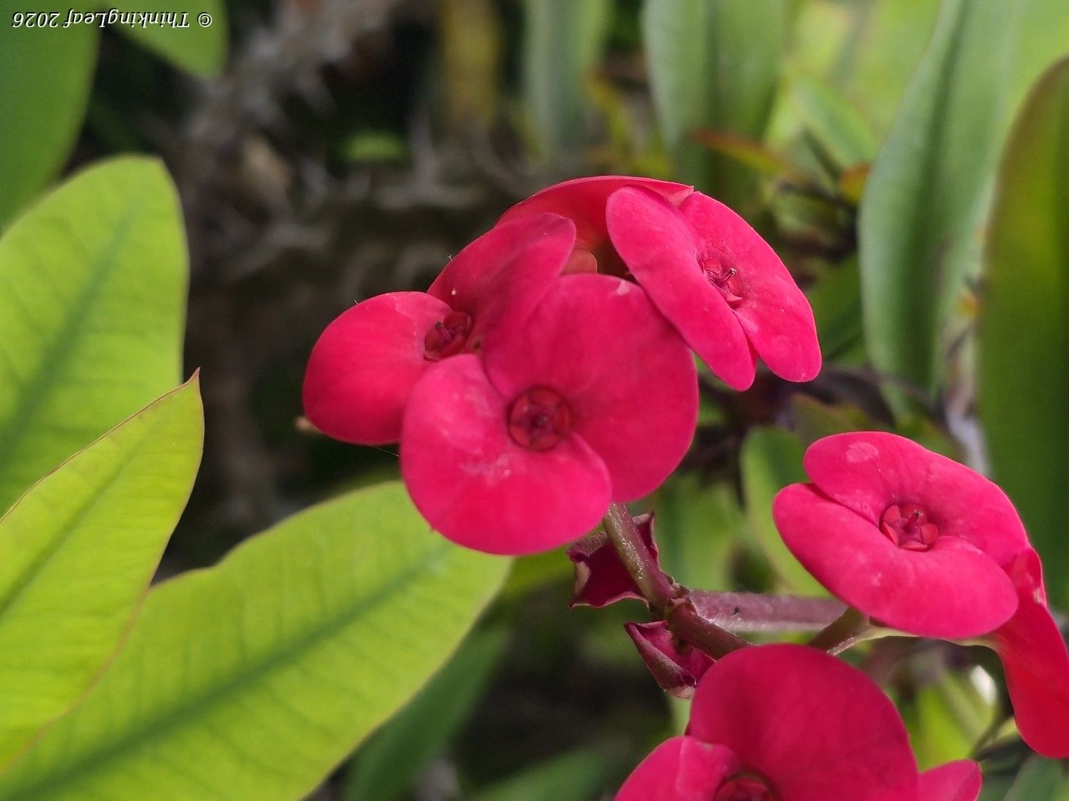 Crown of Thorns
