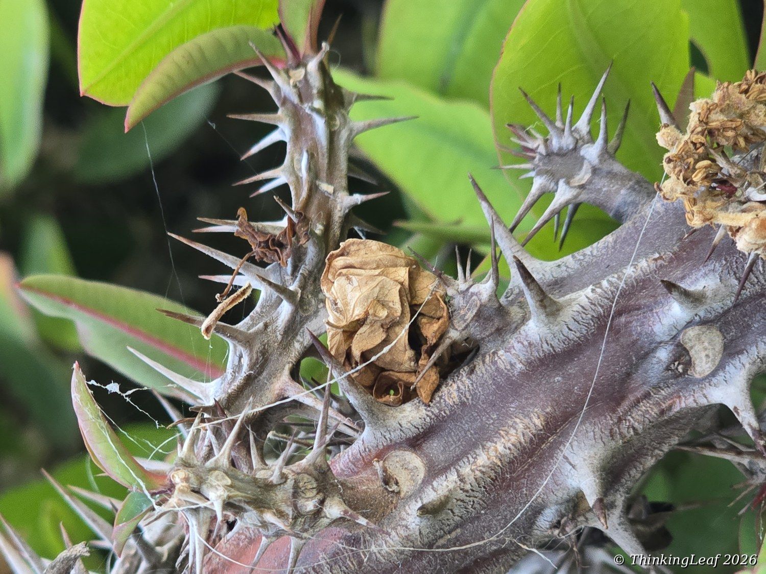 Crown of Thorns Stems