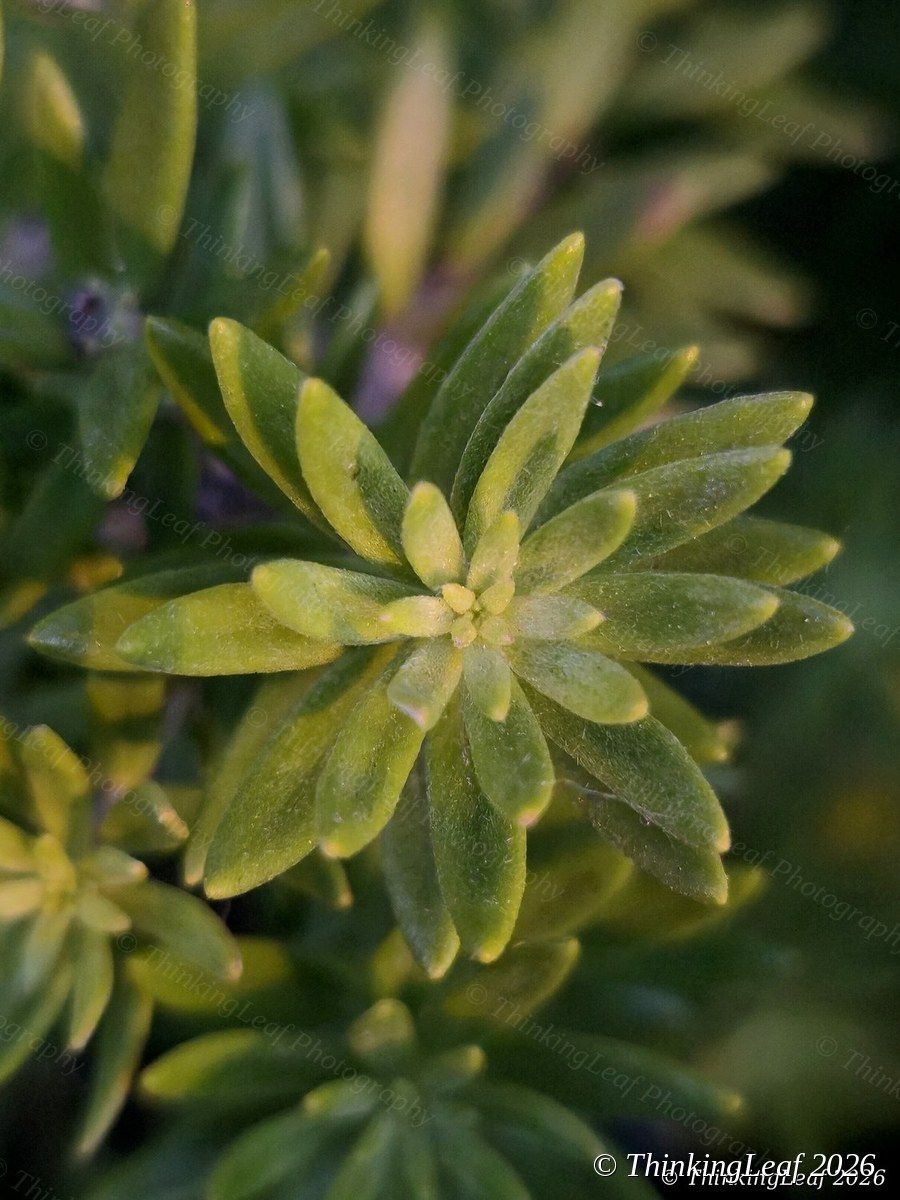 Leaf Whorl