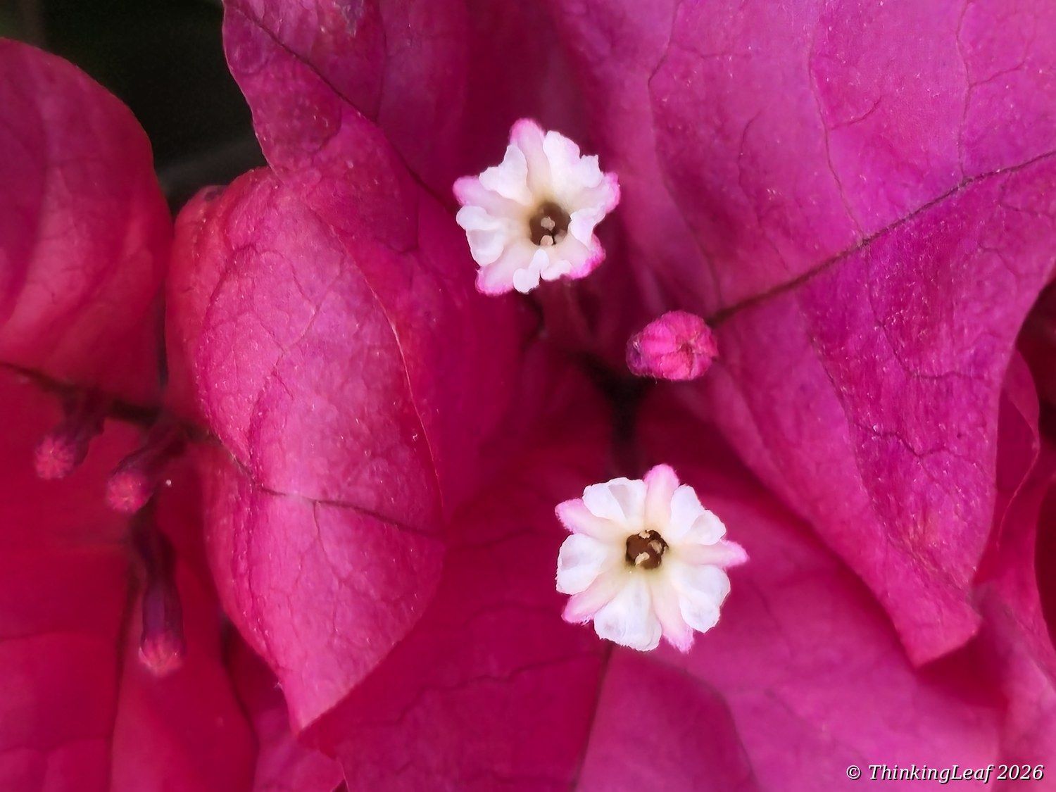 Bougainvillea