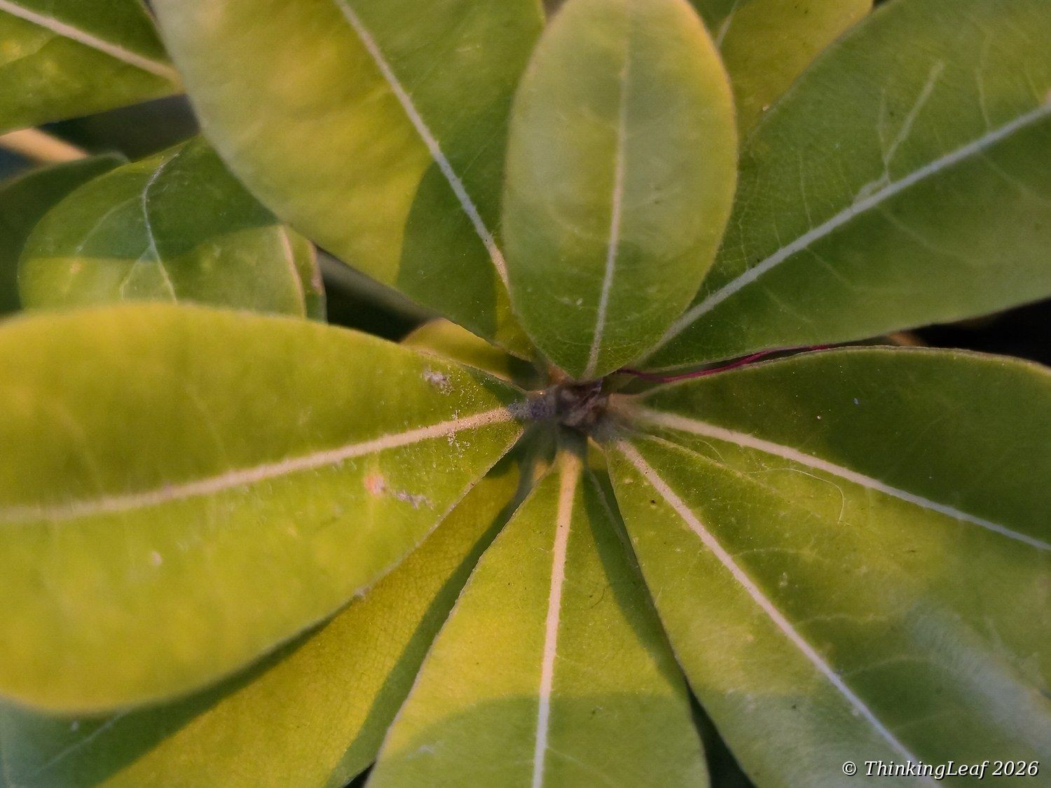 Broad Leaf Rosette