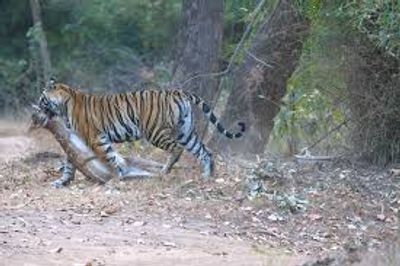 Bandhavgarh