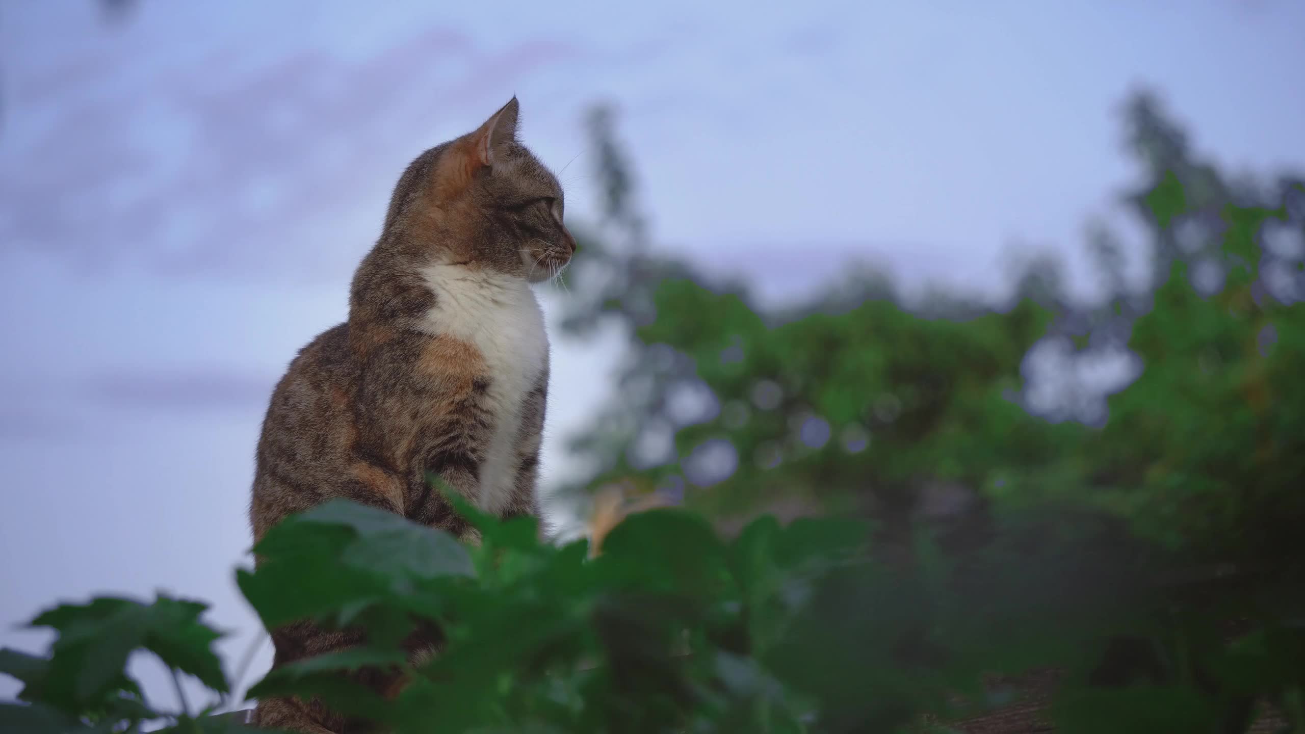 Cat Review