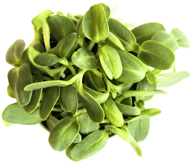 Sprouts Lunch Side