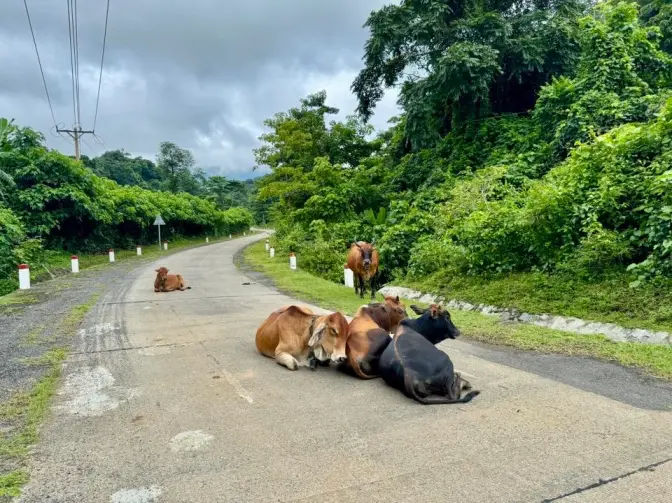 be cautions as buffaloes are laying down the roads