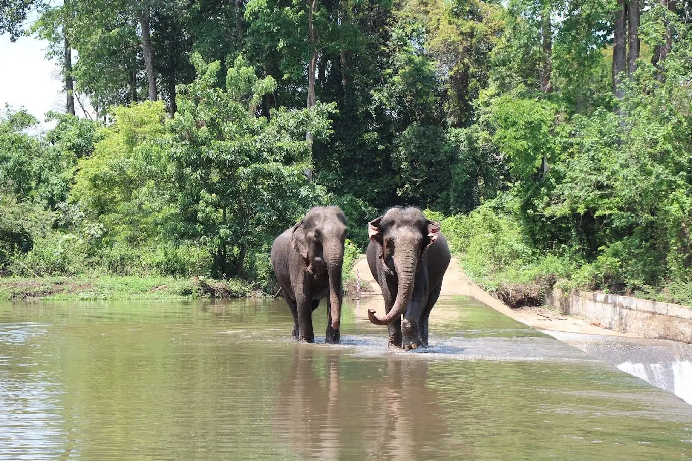 Yok Don National Park: Things to do & A Complete Guide To One Of Vietnam’s Largest Wilderness