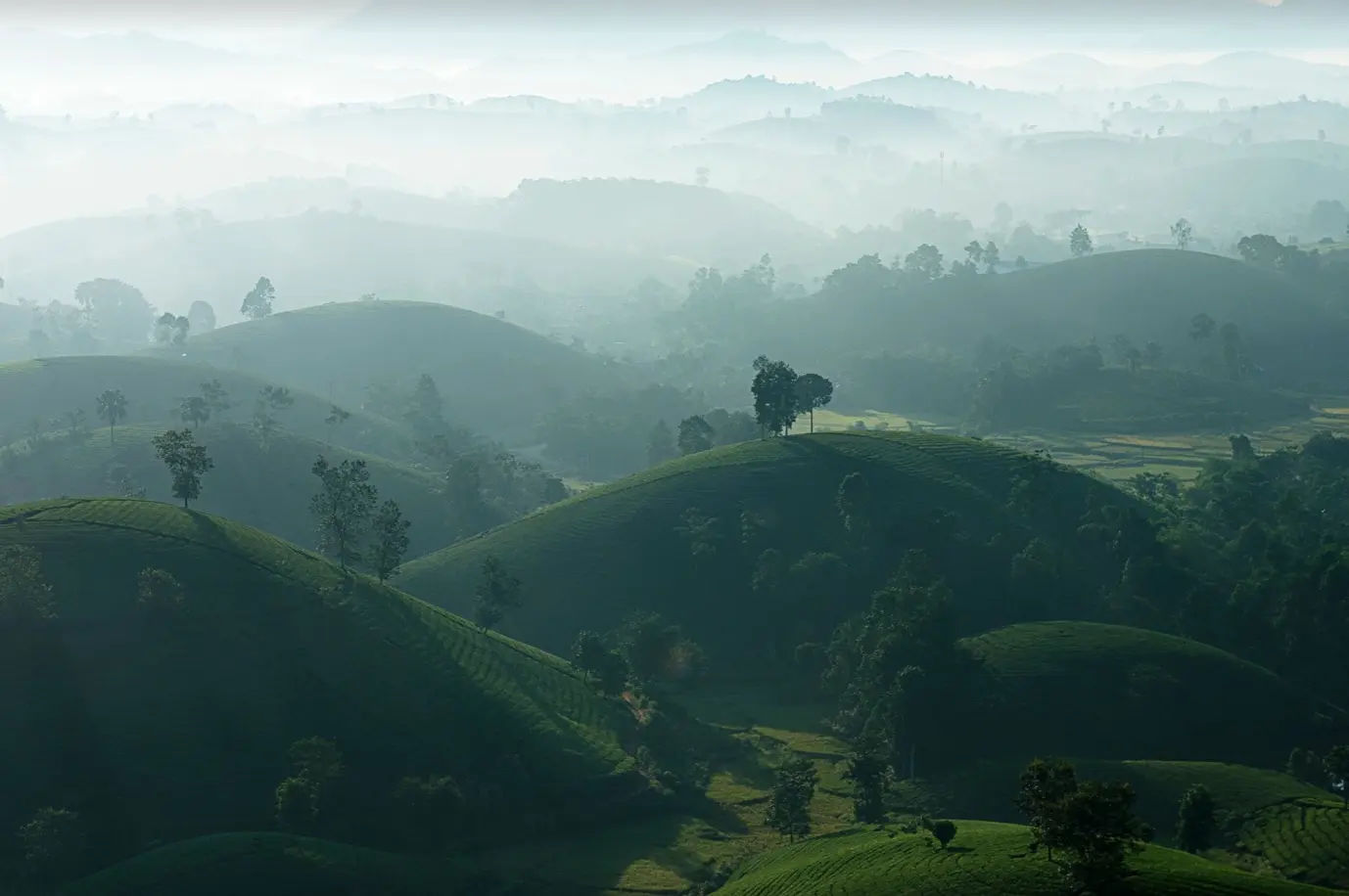 long cu tea hills - best for photography , the route is scenic and motorbike is teh best way tp explore it