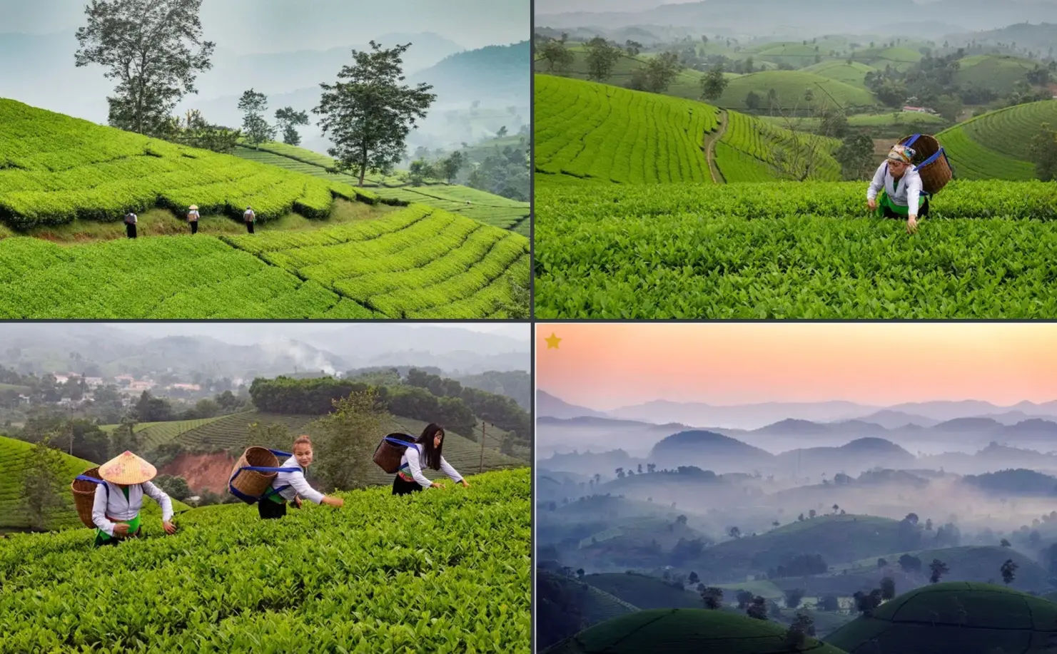 Long Coc Tea Hills In Phu Tho Best Photography Spot Near Hanoi