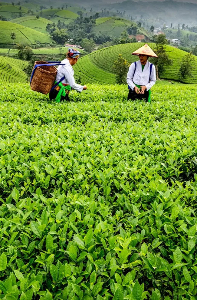 join local farmers for tea picking at long coc