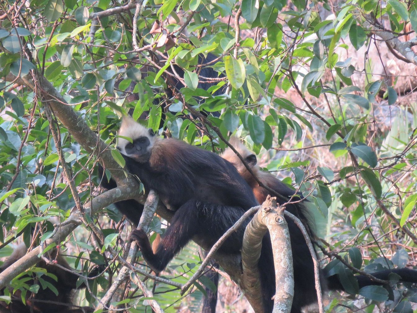 cat ba langur