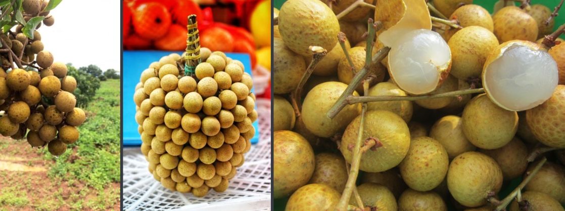 Longan is a favourite Cambodian fruit