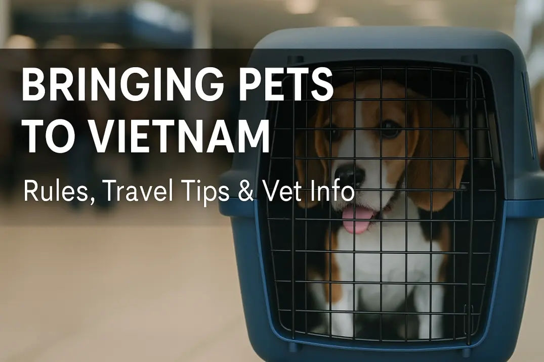 brining pets into vietnam - the dog pet in hanoi airport being directed to check the papers at custom control