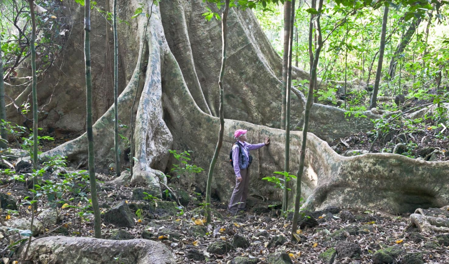 Treks in nam cat tien jungle