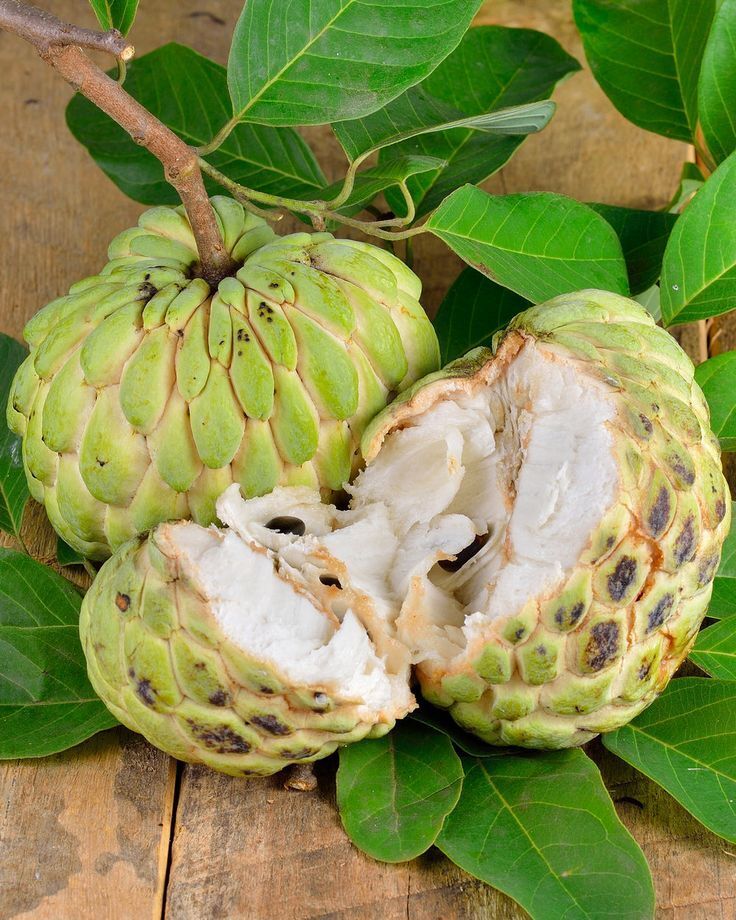 Custard Apple; Vietnamese name: Mãng Cầu Or Na