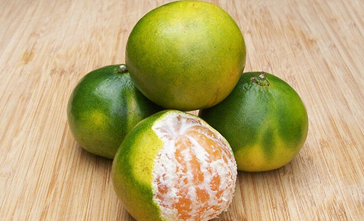 Green Tangerine; Vietnamese Fruit from Mekong