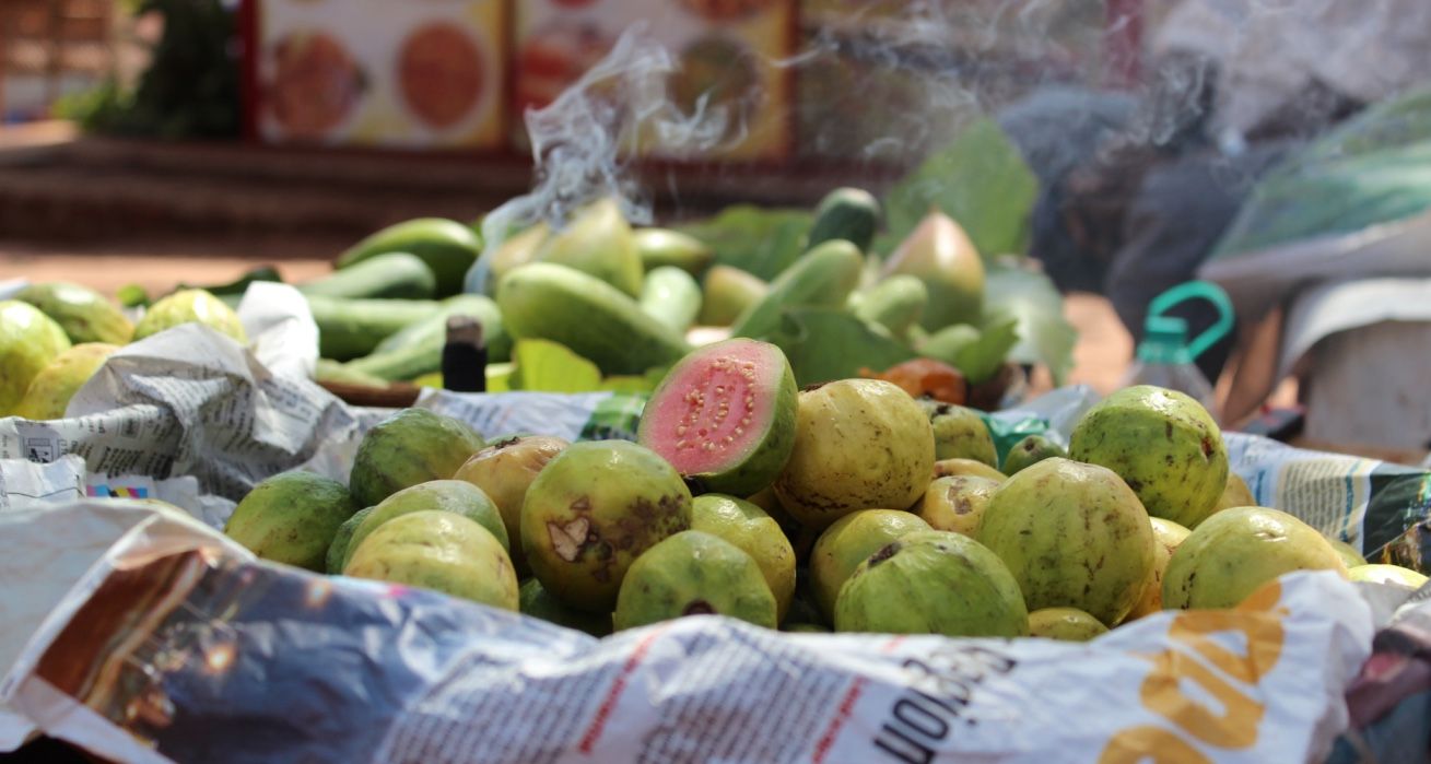 Guava is a famous tropical fruit