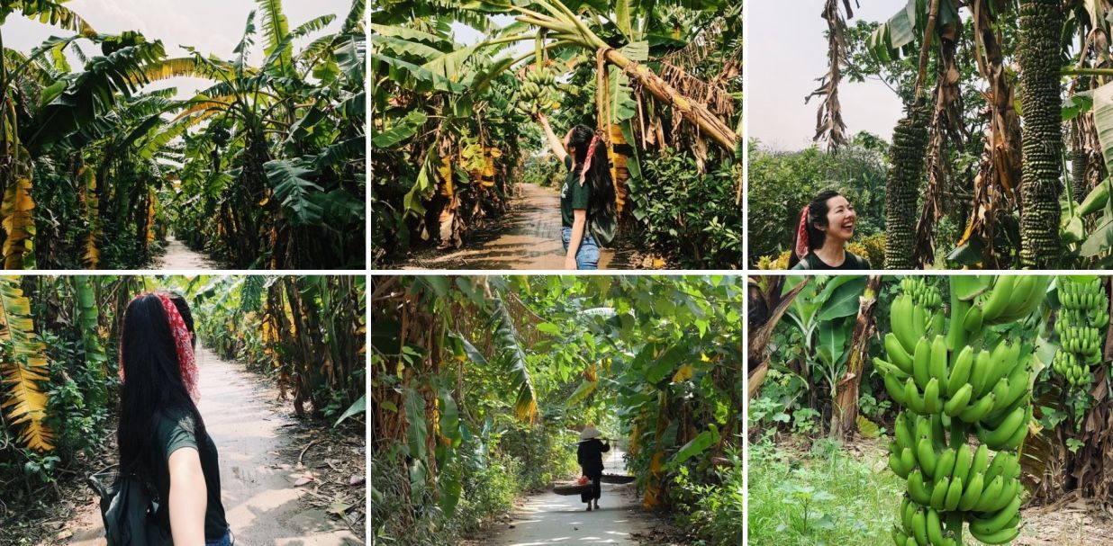 Photos of Get off beaten track to Hanoi hidden banana island - Enjoy eco garden and farm