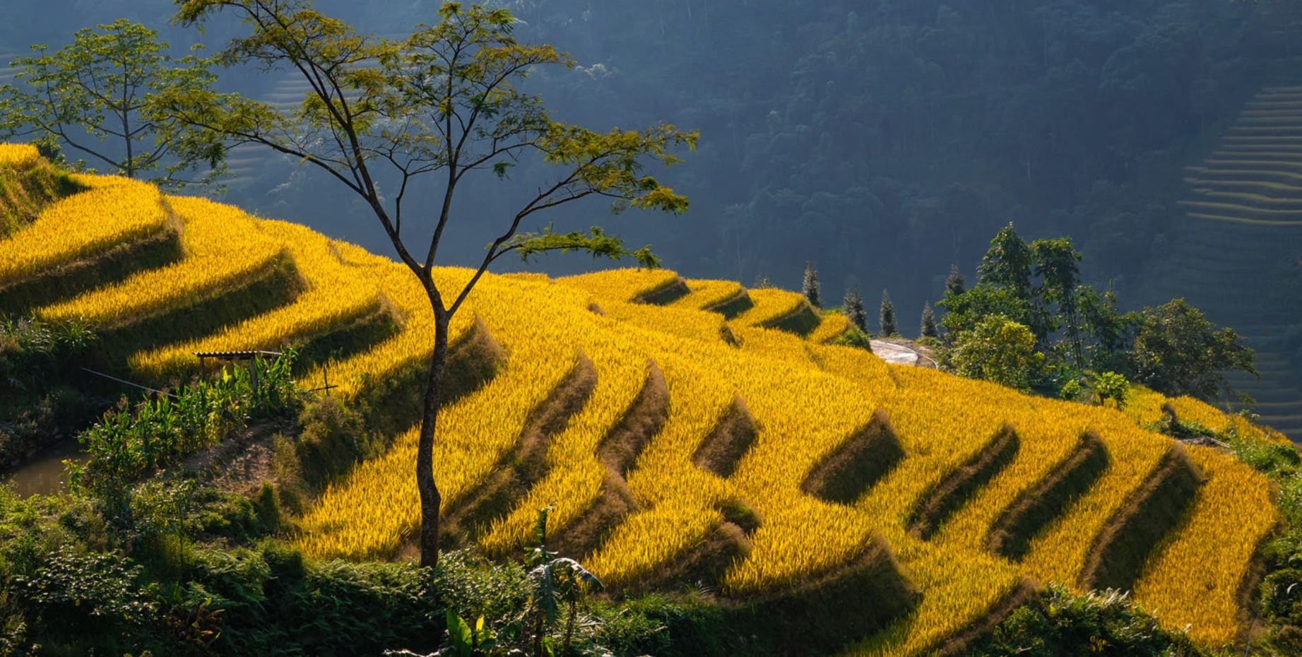Rice terraces in Hoang Su Phi, Ha Giang